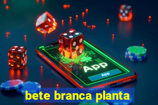 bete branca planta